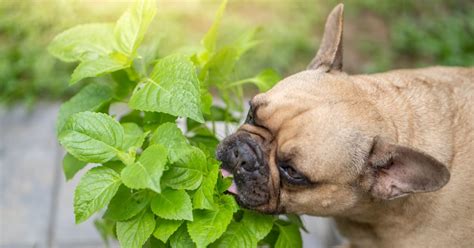 my dog ate leaves and is throwing up|dog eating leaf from tree.